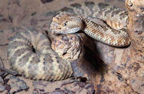 The Exceptional Splendor: White Rattlesnake as an Extraordinary Being in the Animal Kingdom