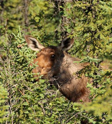 The Excitement of Encounter: Witnessing Moose in Their Natural Habitat