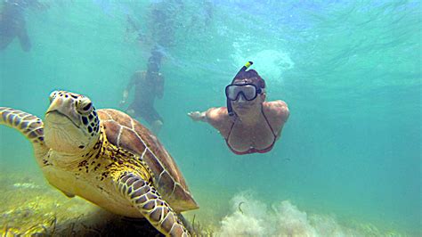 The Excitement of Swimming alongside Marine Creatures