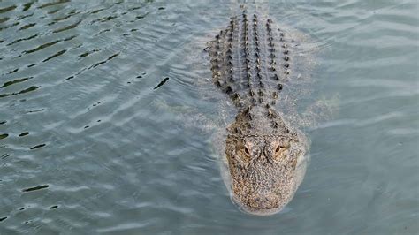 The Excitement of Swimming in Alligator-Filled Lakes