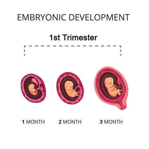 The Exciting Journey of the First Trimester: Experiencing the Initial Phases of Expecting a Child