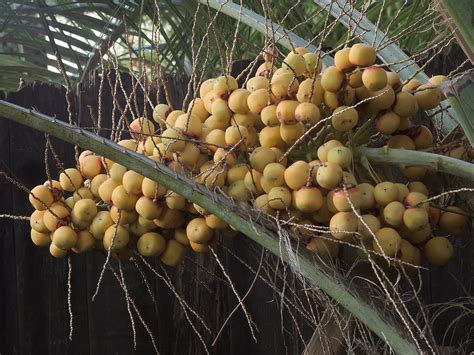 The Exciting Pleasures Offered by Palm Fruit