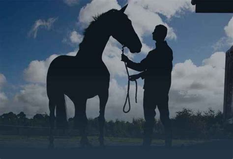 The Exhilaration of Horse Ownership: Why It's Every Equestrian's Aspiration