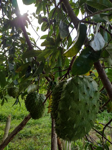 The Exotic Allure of Soursop: Exploring Its Unique Flavor and Health Benefits