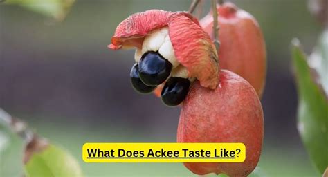 The Exotic Origins of Ackee: Unveiling the Jamaican Delicacy