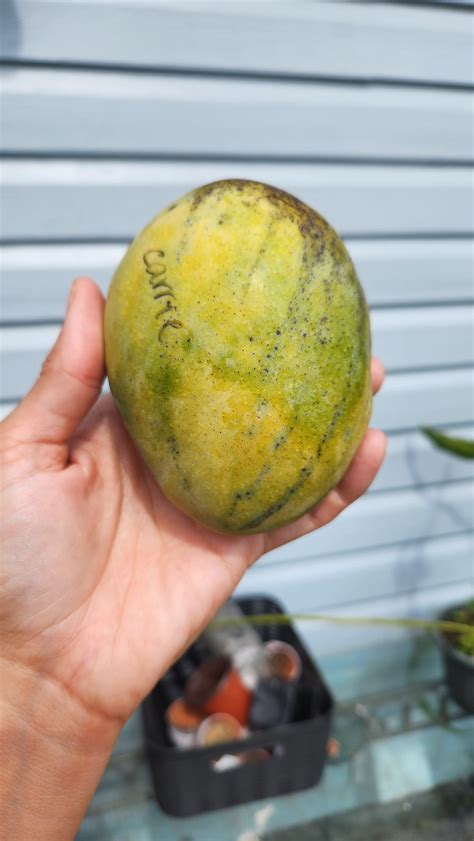 The Exquisite Universe of Mangoes: An Enthusiast's Compendium