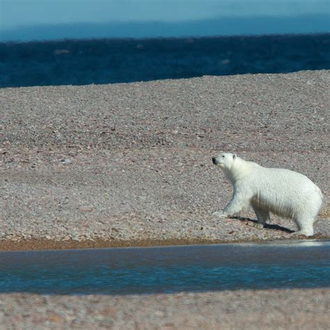 The Extraordinary Adaptations of Polar Bear Paws: Thriving in the Harsh Environment of the Arctic