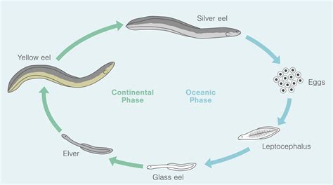 The Extraordinary Life Cycle of Eels: An Incredible Journey from Larvae to Migratory Adults