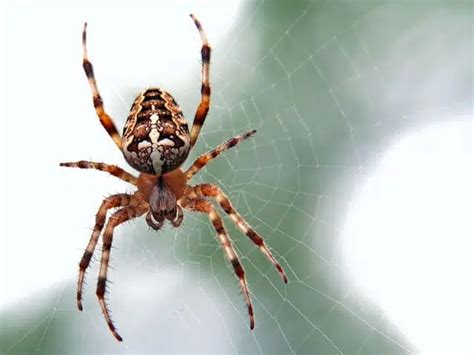 The Fascinating Appearance of Winged Spiders