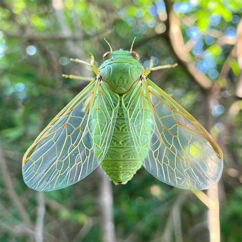 The Fascinating Appearance of the Scarlet Cicada