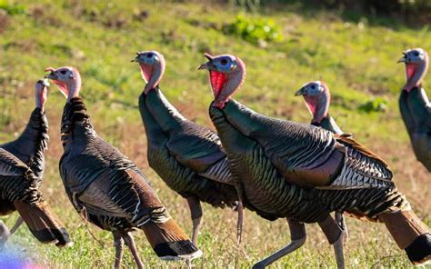 The Fascinating Behaviors and Habits of Majestic Turkeys