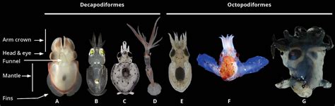 The Fascinating Behaviors and Lifestyles of Petite Cephalopods