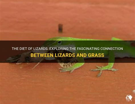 The Fascinating Connection Between Lizards and Metamorphosis