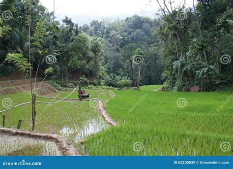 The Fascinating Heritage of Paddy Cultivation