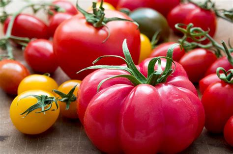 The Fascinating History and Distinctive Traits of Heirloom Tomatoes