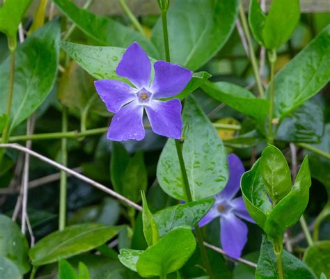 The Fascinating History and Origins of the Enchanting Periwinkle Flower