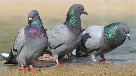 The Fascinating History of Blush Pigeons