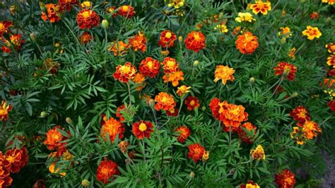 The Fascinating History of Marigolds in Cultural Traditions