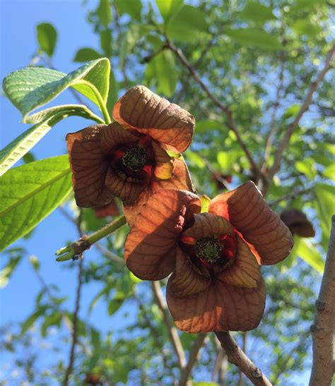 The Fascinating History of Paw Paw Trees: From Ancient Times to Today