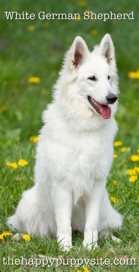 The Fascinating History of White German Shepherds