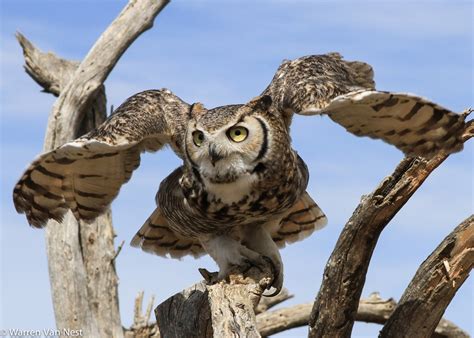 The Fascinating Hunting Strategies of Horned Owls