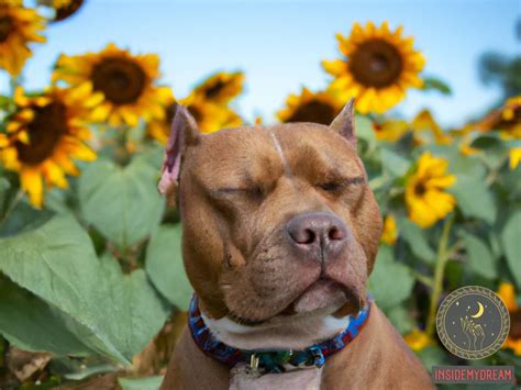 The Fascinating Influence of Dreams: Unveiling the Significance of Being Pursued by a Pit Bull