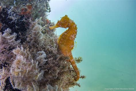 The Fascinating Interconnection Between Seahorses and Coral Reefs