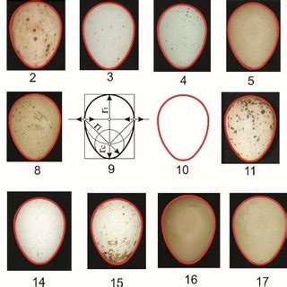 The Fascinating Interpretations of Dreaming about Gathering Ivory Ovoids