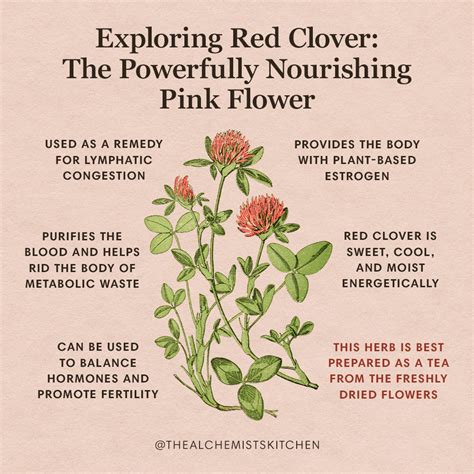 The Fascinating Journey of Red Clover Symbolism