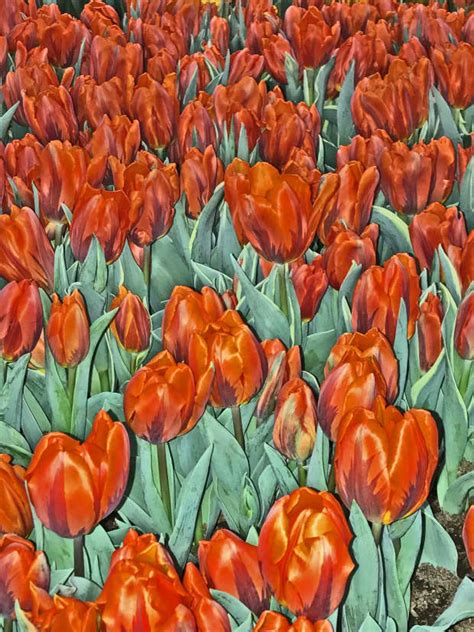 The Fascinating Journey of Tulips: From Ancient Persia to Dutch Masterpieces