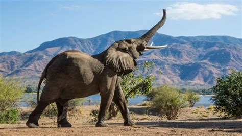 The Fascinating Journey of a Young Elephant's Altered Destiny