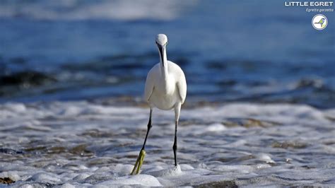 The Fascinating Link Between Avian Species and Aquatic Environments