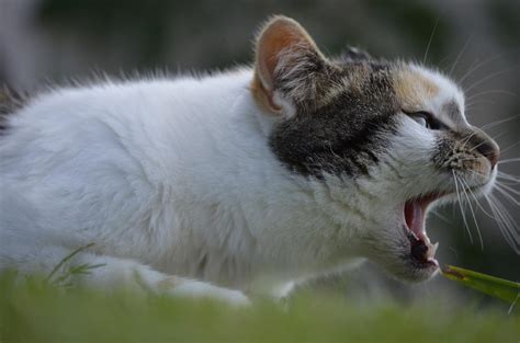 The Fascinating Link Between Felines and Fear in Dreamworld