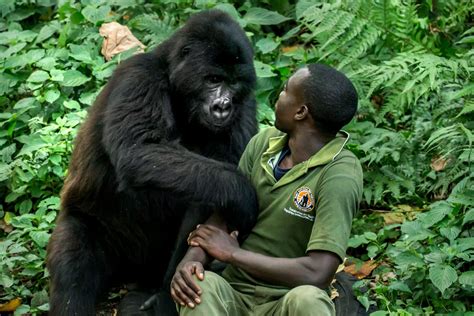 The Fascinating Link between Gorillas and Humans