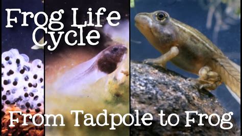 The Fascinating Metamorphosis of a Tadpole into a Frog