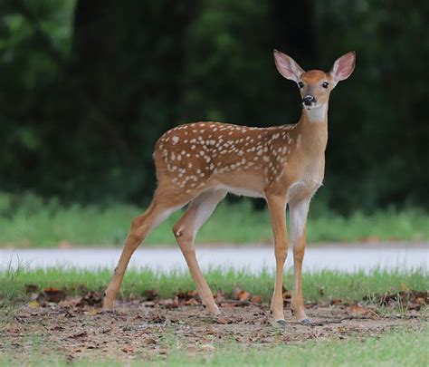 The Fascinating Origins of Miniature Deer