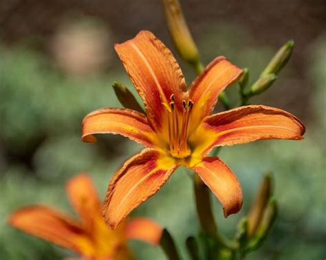 The Fascinating Past of Tiger Lilies