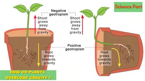 The Fascinating Phenomenon: Defying Gravity by Treading Upside Down