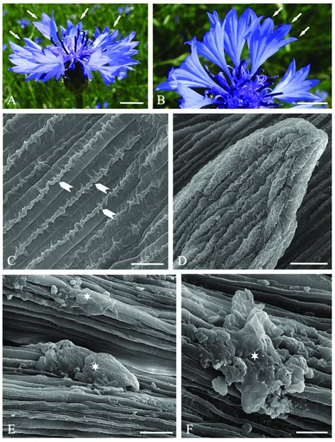 The Fascinating Phenomenon of Extracting Shattered Fragments from the Epidermis