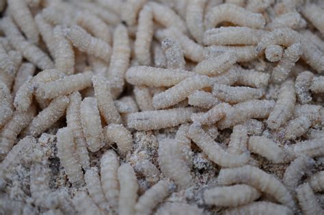 The Fascinating Phenomenon of Maggots Emerging from the Epidermis