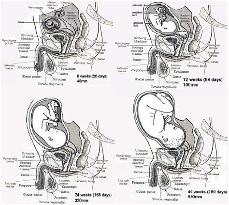 The Fascinating Phenomenon of Male Birthing