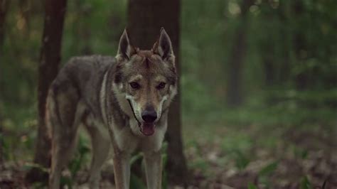 The Fascinating Realm of Canis Lupus