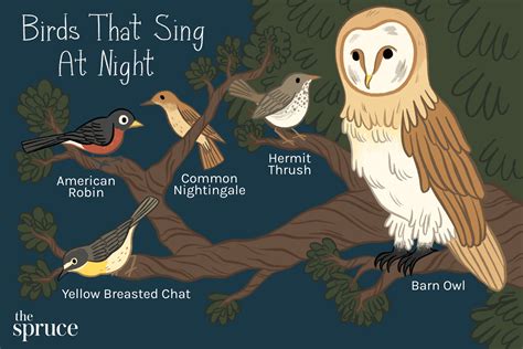 The Fascinating Realm of Nocturnal Vocalizations