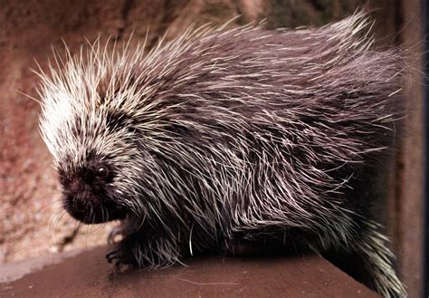 The Fascinating Realm of Porcupine Reveries