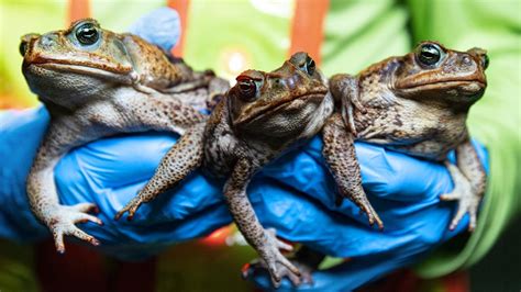 The Fascinating Realm of Toad Invasion Nightmares