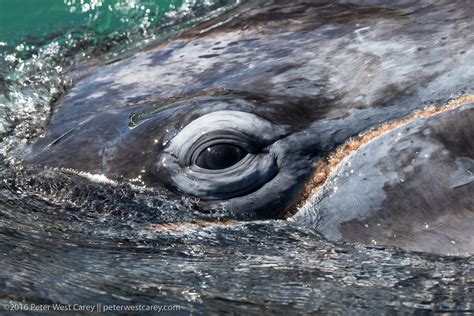 The Fascinating Realm of Whale-Borne Adventures