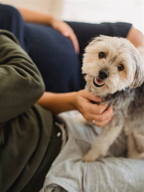 The Fascinating Science Behind Dogs' Affection for Belly Rubs