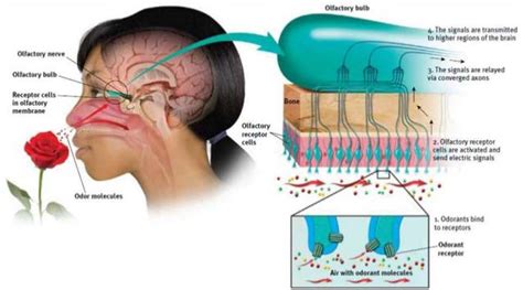 The Fascinating Science Behind Odor Perception in Dreams