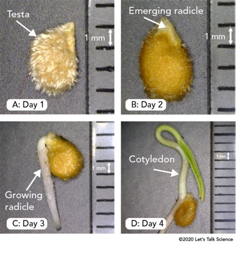 The Fascinating Science of Tomato Seed Germination Unveiled