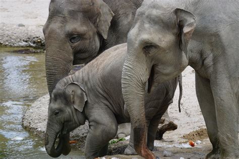 The Fascinating Sight of an Aquatic Pachyderm